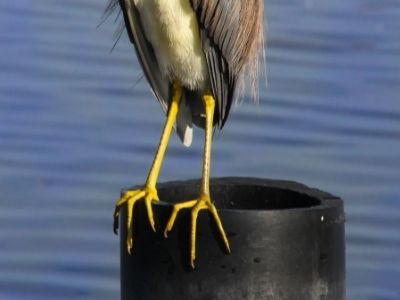 heron legs surrounded by water